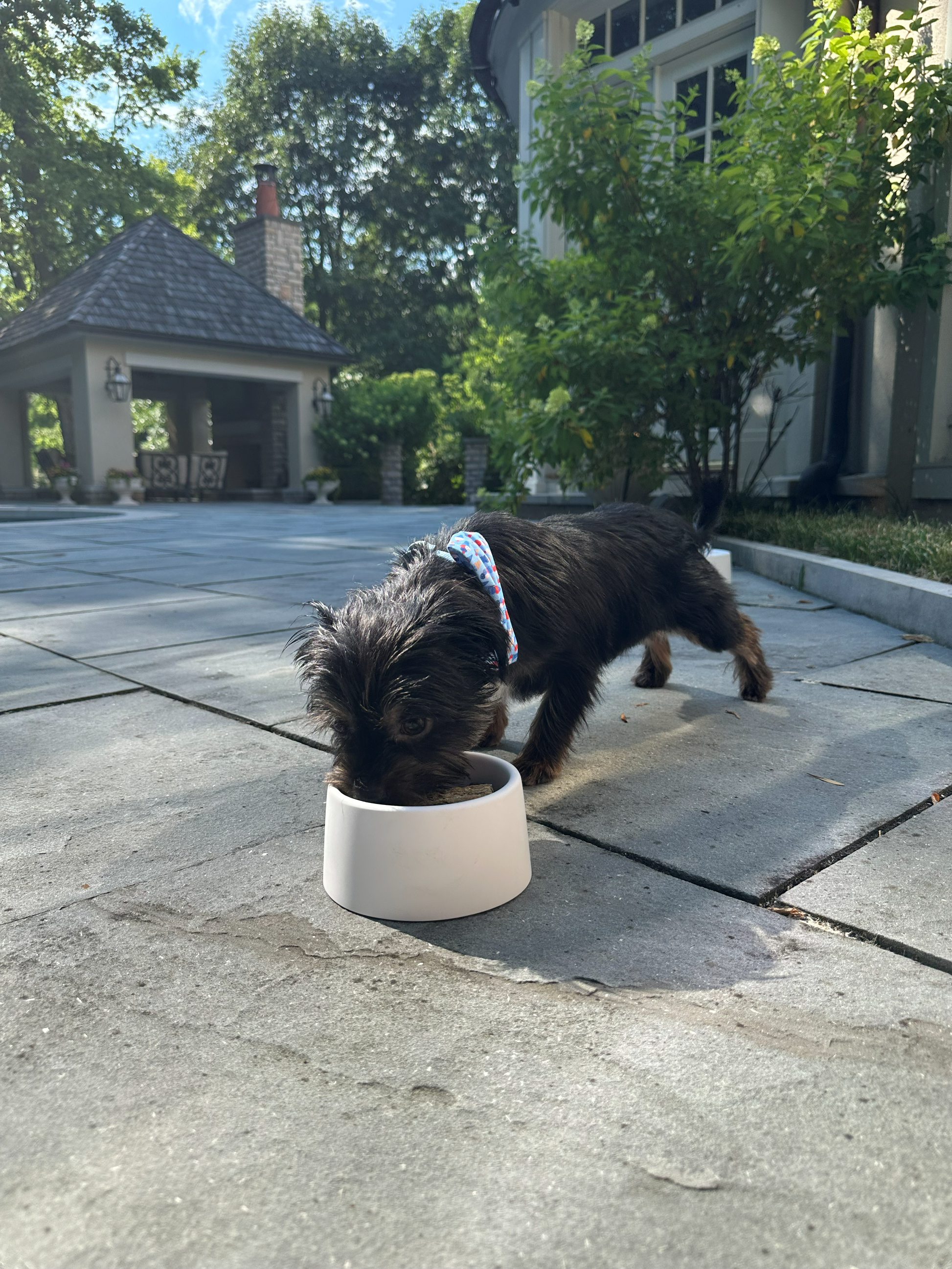 Lifestyle - Dog Eating